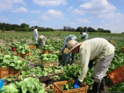 THÔNG BÁO TUYỂN DỤNG NGƯỜI LAO ĐỘNG ĐI LÀM VIỆC TẠI ĐÀI LOAN: TRỒNG TRỌT & THU HOẠCH NÔNG SẢN